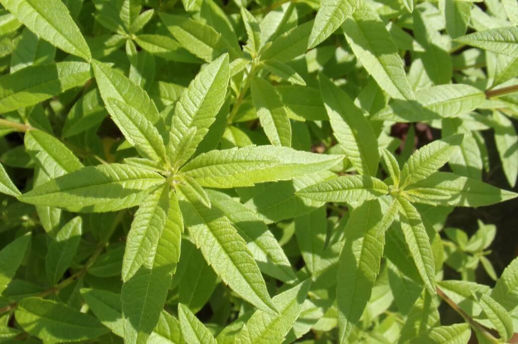 Erdbeere-Zitronenverbene Sirup – Bild 2