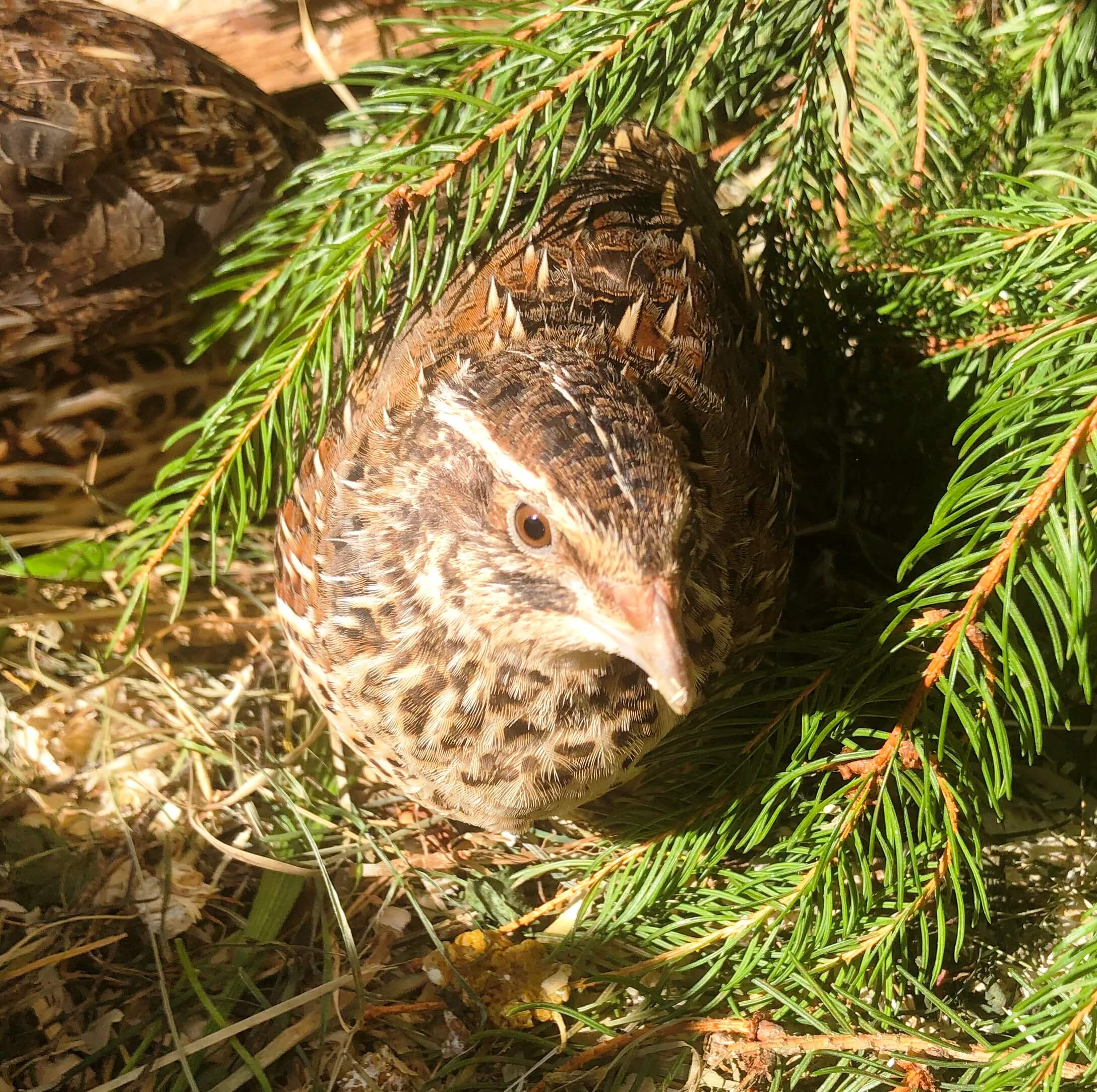 12 neue Mitarbeiterinnen ;-)