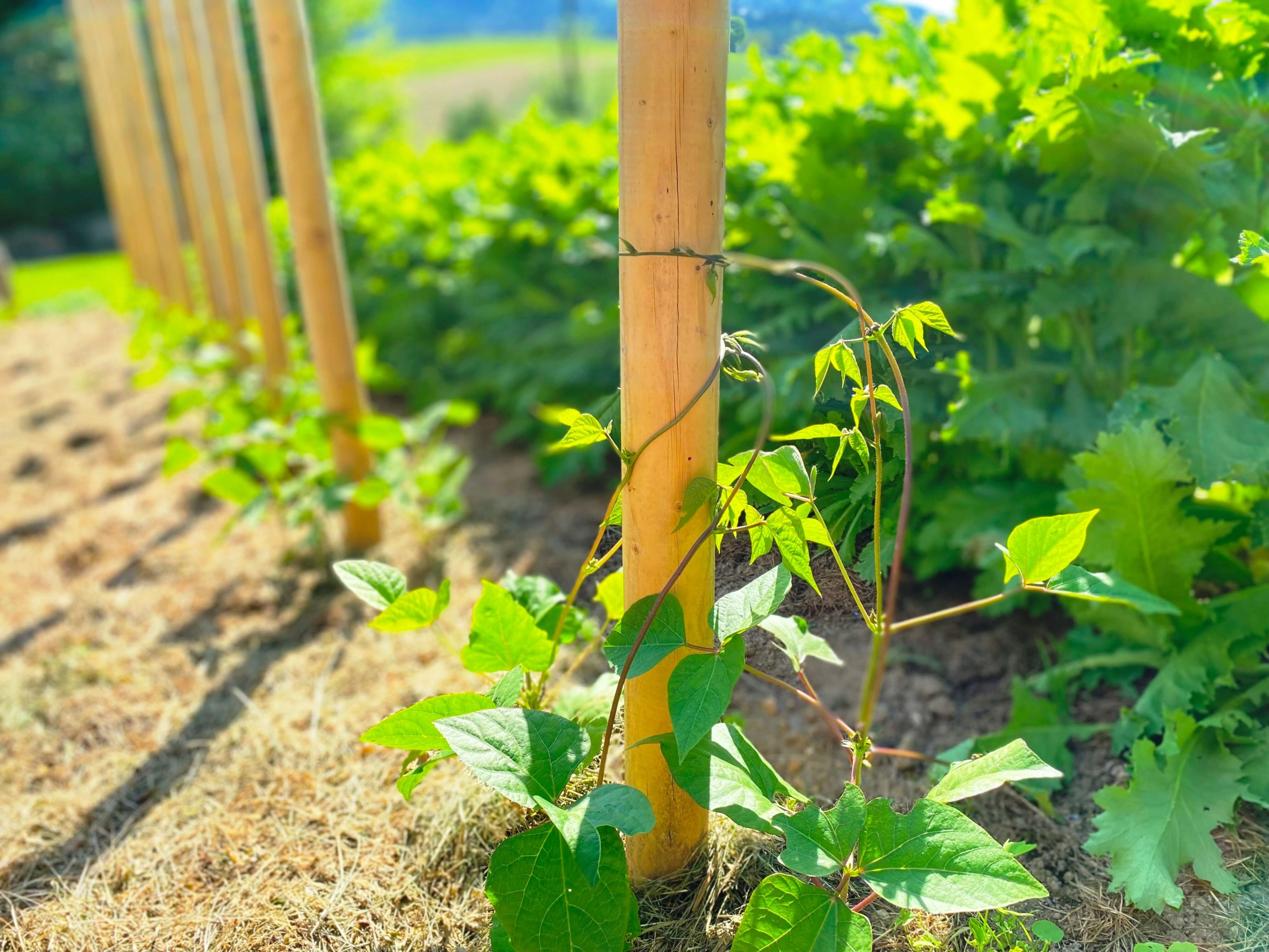 Gestatten – Lazy Housewife mein Name