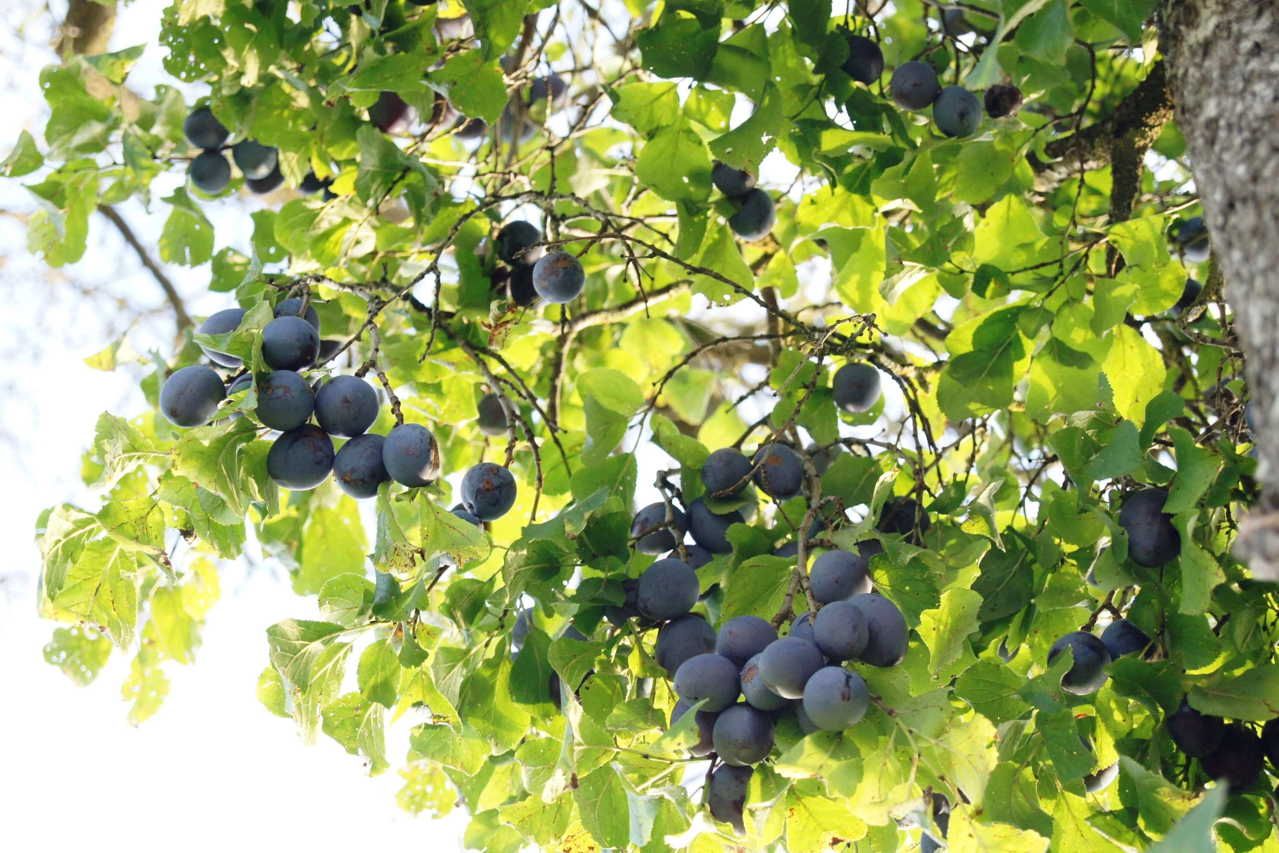 Aktuelles vom Naturgarten