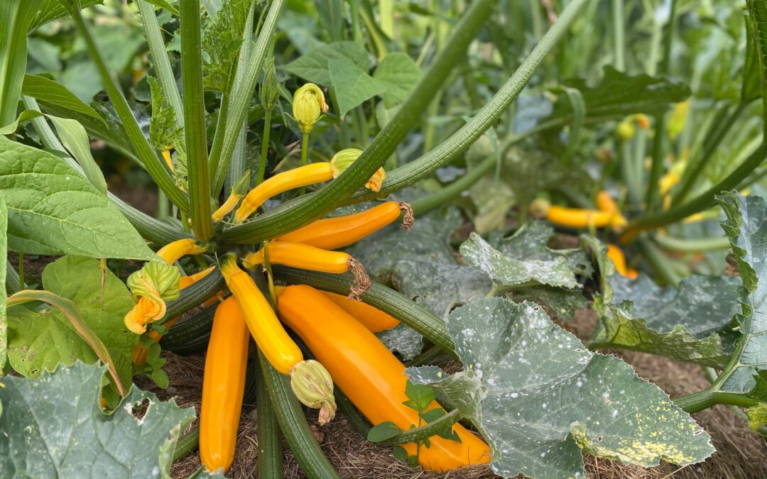 Unser Naturgarten im Juli