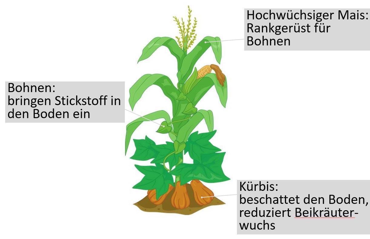3SchwesternInfo