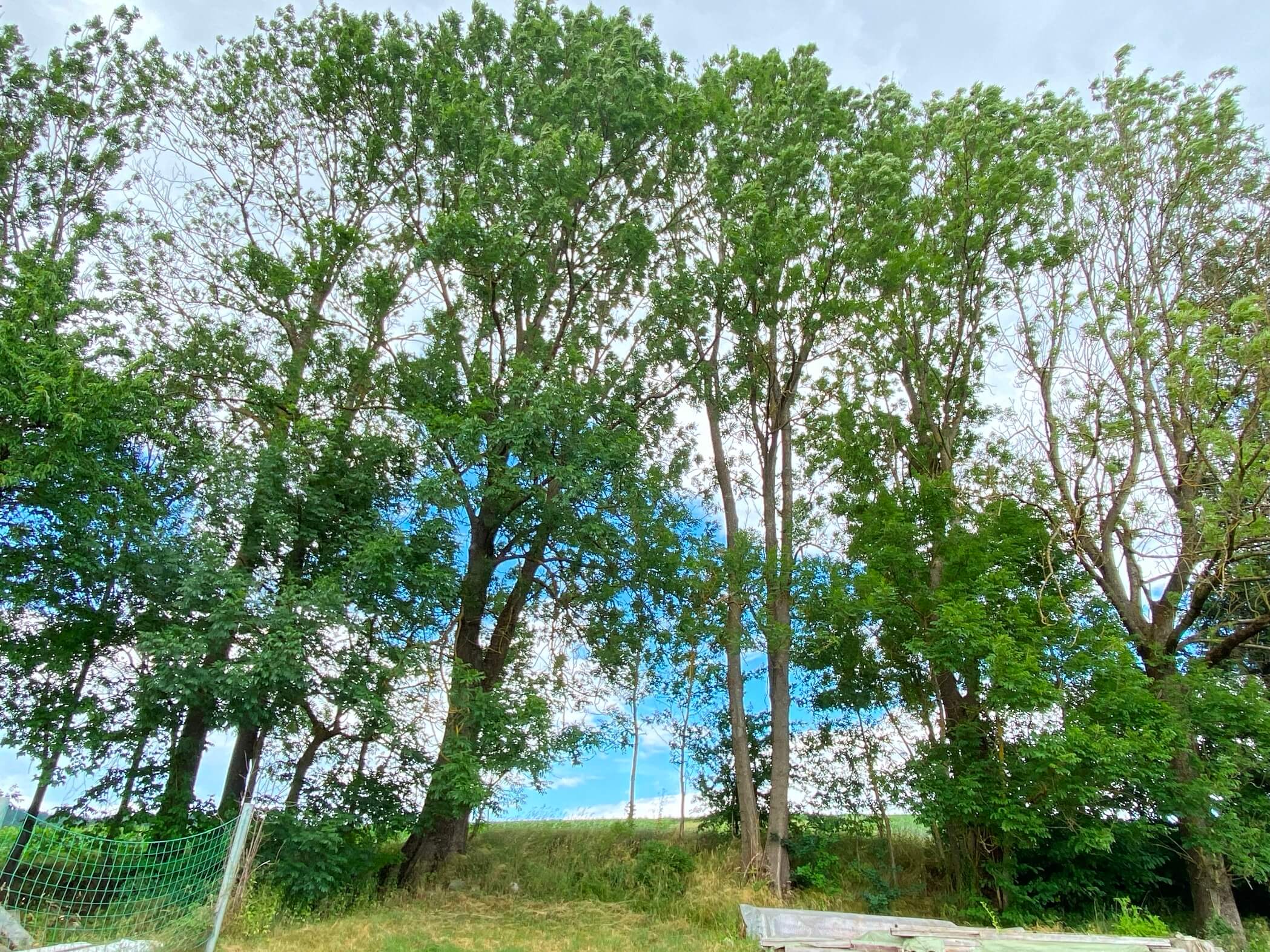 Baumreihe