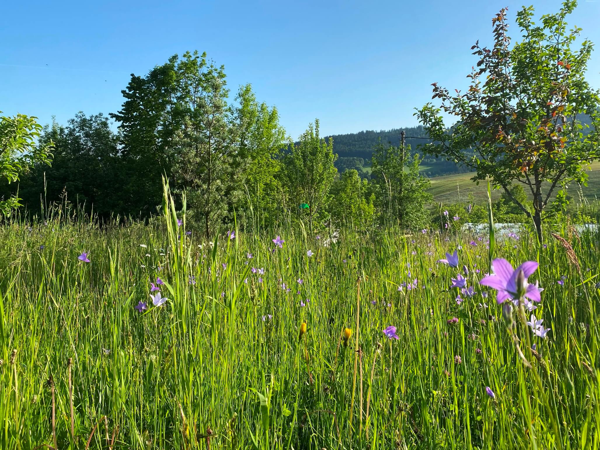 Blumenwiese