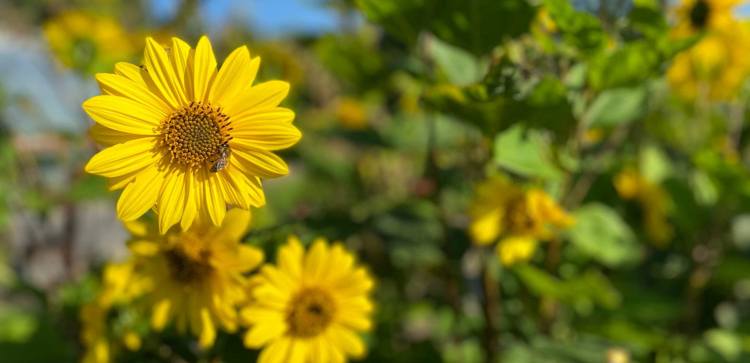 Sonnenblumen