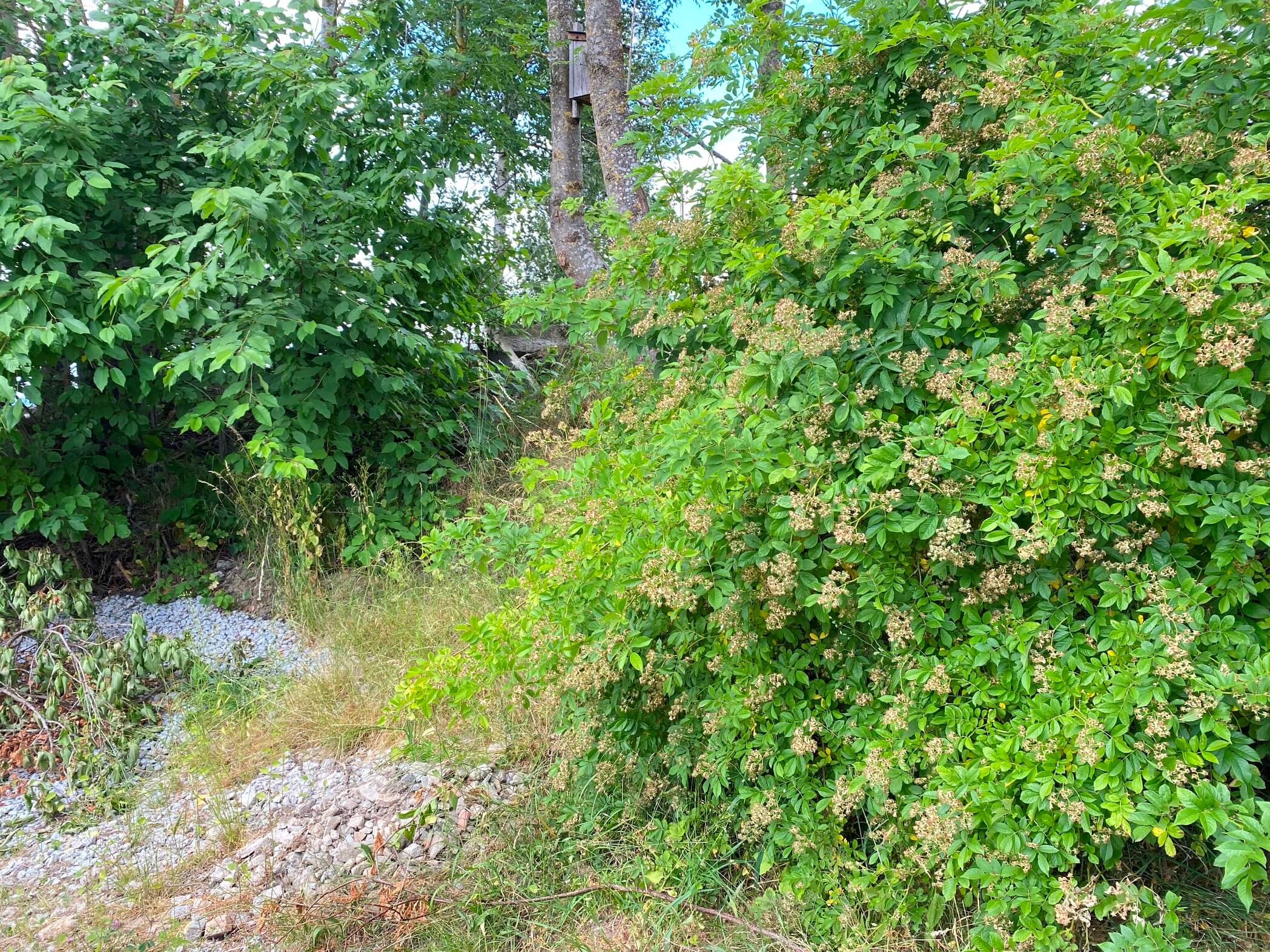 Wilde Ecke